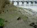 Nutria Biberratte Ragondin 01