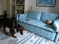 animali-cani-gattiamatoriale-paperissima.html