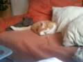 Otto