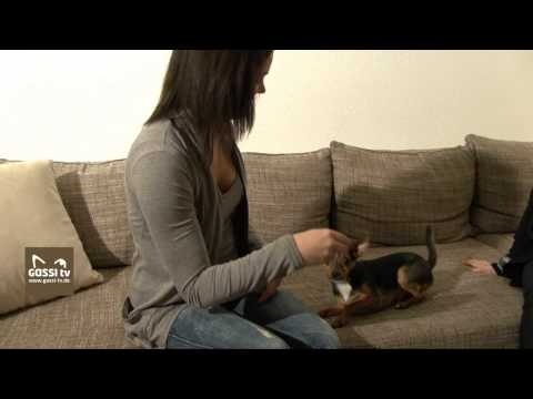 Ein kleiner Chihuahua