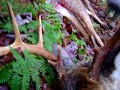 Bucks down in Truro Nova Scotia Bucks down in Truro Nova Scotia