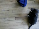 Bea playing with ball