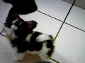 Cute Papillion Puppy!