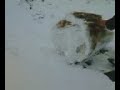 snowball