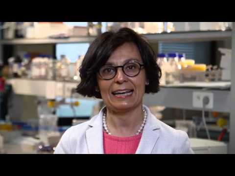 Brain plasticity in the context of fragile X-syndrome - Claudia Bagni (VIB - KU Leuven) Brain plasticity in the context of fragile X-syndrome - Claudia Bagni (VIB - KU Leuven)