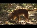 Panasonic HDC-SD5 Test