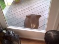 Curious baby bear comes to visit kitty!