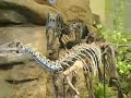 Sneak Peek Of Carnegie Museum's New Dinosaur Exhibit