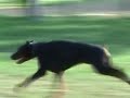 Dobermann in action