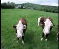 A load of bullocks!