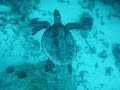 HAWKBILL TURTLE
