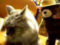 Bear attacks Cat Bear attacks Cat