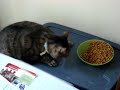 Tigerbaby eating