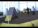 Kaizen the Kelpie AAC Master Standard Kaizen the Kelpie AAC Master Standard