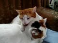 Two Calico Cats being very friendly