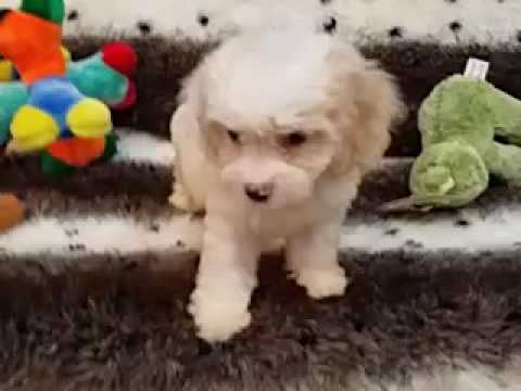 SUCH A SWEET COCKAPOO FEMALE PUPPY!