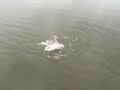 Capt. Buddy Bergeron reelin in a redfish