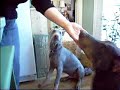 Fawn and Blue Doberman