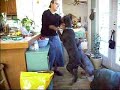 Fawn and Blue Doberman