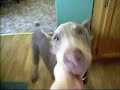 Fawn and Blue Doberman