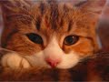 \"El perro, el gato y yo\" - Guardianes del Amor \"El perro, el gato y yo\" - Guardianes del Amor