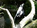 One bird in front of the camera, one hidden in the tree - but what you mostly hear is one bird alone. Although he sounds like a whole orchestra!!! German name is Weißrücken-Flötenvogel (Whiteback - flute bird) - how fitting!!!