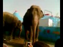 circus in kénitra cirque à Kénitra السيرك في القنيطرة