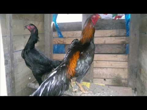 Asil (chicken) -