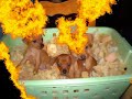 mes chiens avec musique que des b�tises b�b� lilly