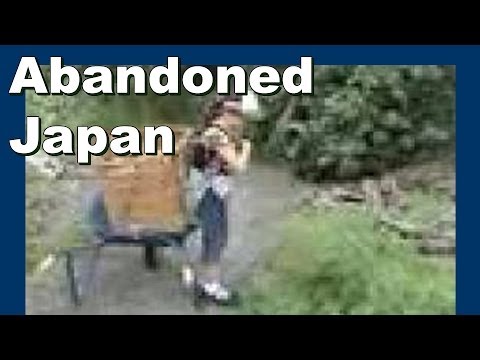 how to harvest bamboo