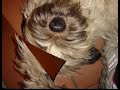Un Briard di nome Kira Un Briard di nome Kira