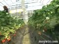 ハウスのイチゴを食い尽くす！http://megwin.com/