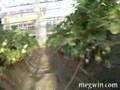 MEGWIN TV 本気でイチゴ狩り