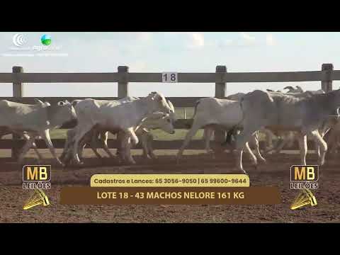 511� LEIL�O VIRTUAL MB LEIL�ES