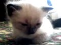 Lolcat: Sleepy Kitty Head Bouce