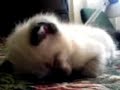 LOLCAT: Sleepy Kitty Head Bouce LOLCAT: Sleepy Kitty Head Bouce