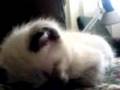 Sleepy Kitten - Cute things falling asleep: Sleepy Cat, Sleepy Animal - Sleepy Kitty Head Bounce