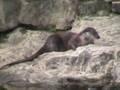 videos de Nutria / Otter (Lutra lutra)