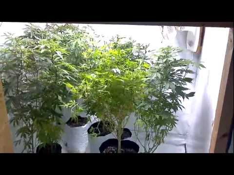 how to grow mj in soil