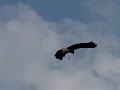 Blauwe reiger vliegt een bocht.