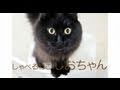 DVD「しゃべるねこ、しおちゃん」予告編