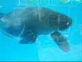 Amazonian Manatee Bumps Amazonian Manatee Bumps