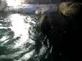 LB Aquarium with Daddy....Doggies!