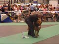 The World Dog Show 2008