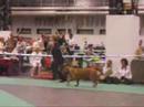 The World Dog Show 2008