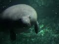 Manatee