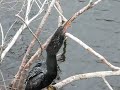 Anhinga swallows large fish Anhinga swallows large fish