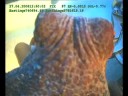 Octopus in Tunisia