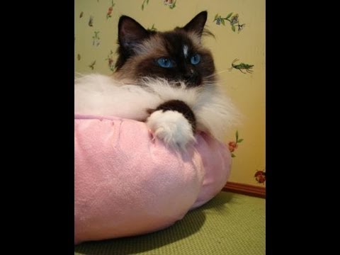0 Petmate Puffy Round Cat Bed   Floppycats.com Product Review