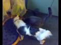 videos de argo e gily 2.mp4